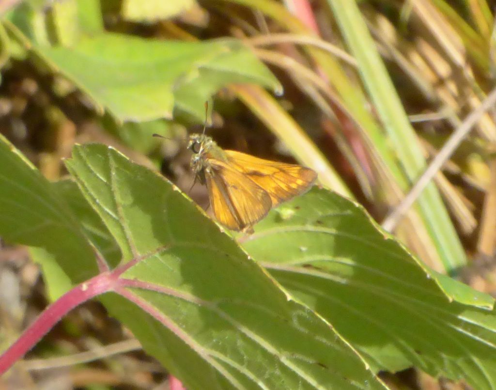 Ochlodes sylvana, Hesperiidae